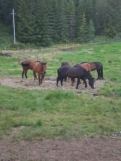 River Run Ranch - Telemark Drangedal Bagian luar foto