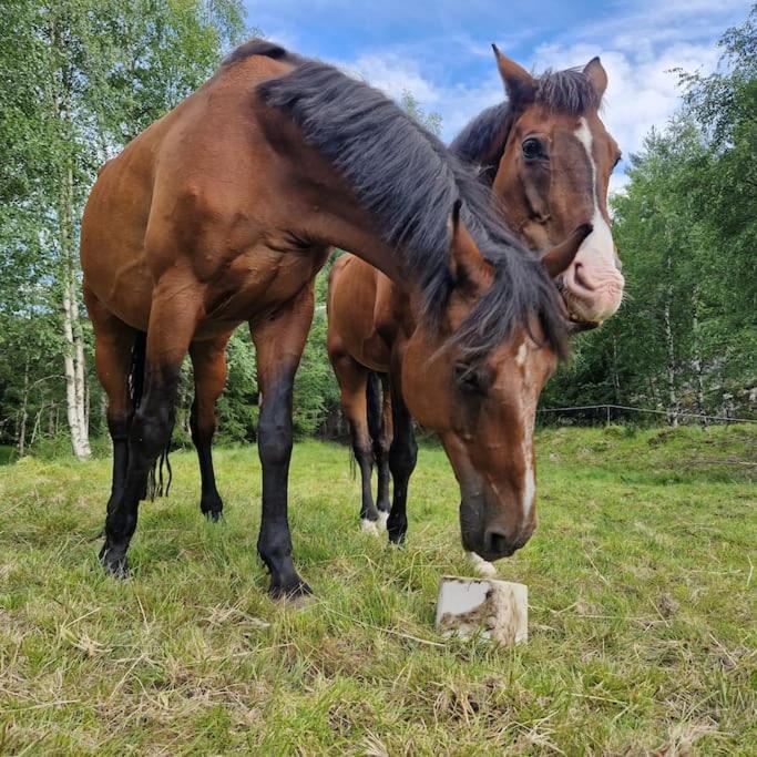River Run Ranch - Telemark Drangedal Bagian luar foto