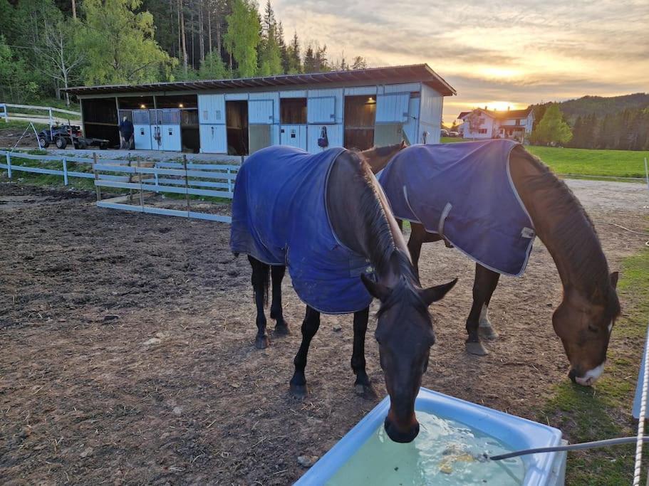 River Run Ranch - Telemark Drangedal Bagian luar foto